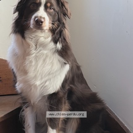Photo 1/1 Chien retrouvé Perdu à Sarlat La Caneda