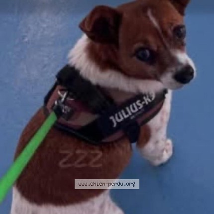 Photo 2/2 luckey Chien perdu à Werbomont
