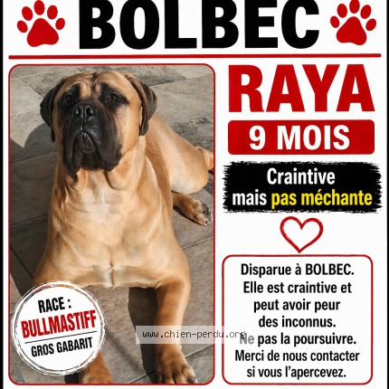 Photo de chien perdu à Bolbec