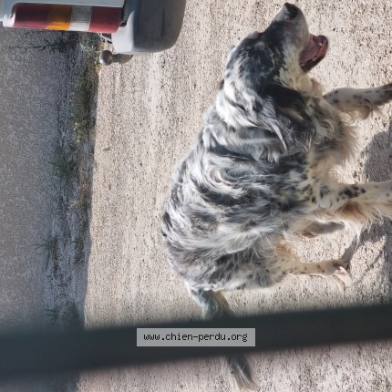 Photo de chien trouvé à Chateaurenard