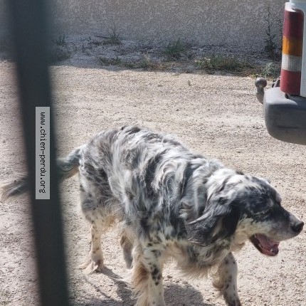 Photo 1/1 Chien retrouvé Trouvé à Chateaurenard