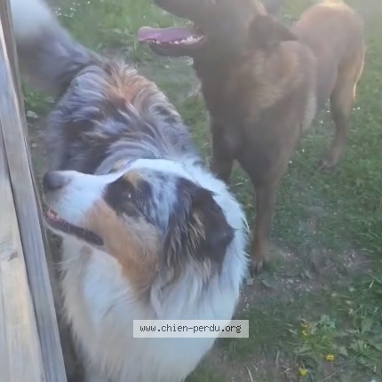 Photo de chien perdu à Velesmes Essarts