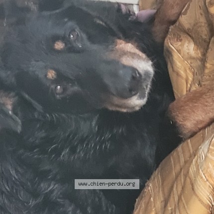 Photo de chien trouvé à Saint Paul En Born