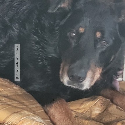 Photo 1/1 Chien trouvé Trouvé à Saint paul en born