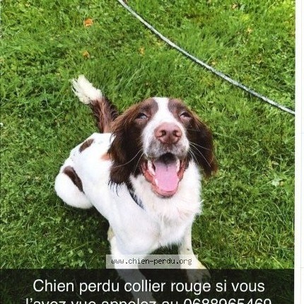 Photo 1/1 UGO Chien perdu à Villevoques