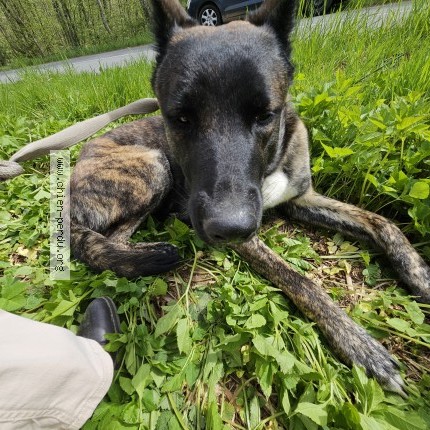 Photo de chien trouvé à St Remy Sur Durolle