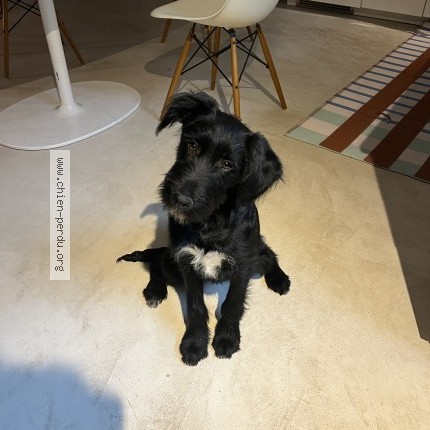 Photo 1/1 Chien retrouvé Perdu à Clapiers