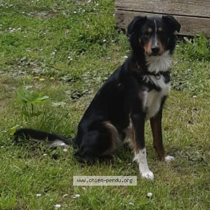 Photo 1/1 Uggy Chien perdu à Tierce