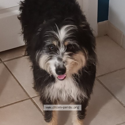 Photo 1/1 Chien trouvé Trouvé à Fontenilles