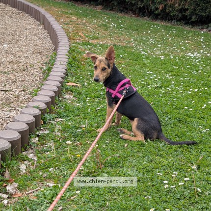 Photo 1/1 Batida Chien perdu à Rueil malmaison