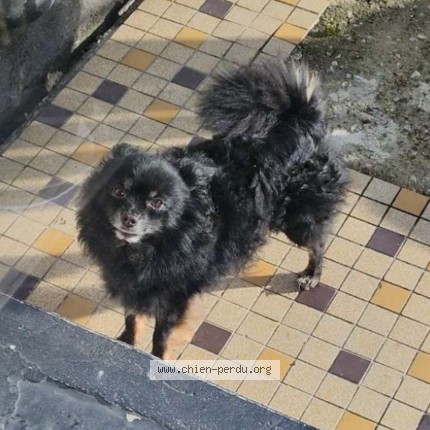 Photo 1/1 Chien retrouvé Perdu à Sallaumines