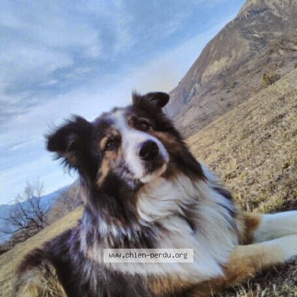 Photo 1/1 MASTIC Chien perdu à Garde colombe