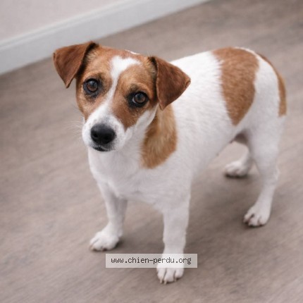 Photo 1/2 clochette Chien perdu à Villeneuve les maguelones