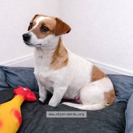 Photo 2/2 clochette Chien perdu à Villeneuve les maguelones