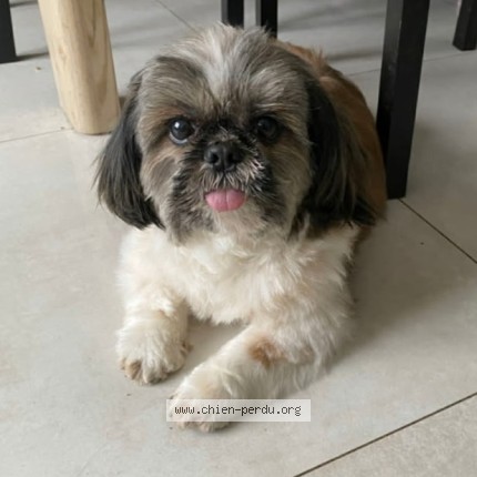 Photo 1/1 DRACO Chien perdu à Bonneuil en france