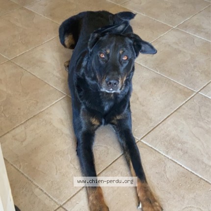 Photo 1/1 Pyros Chien perdu à Orleat