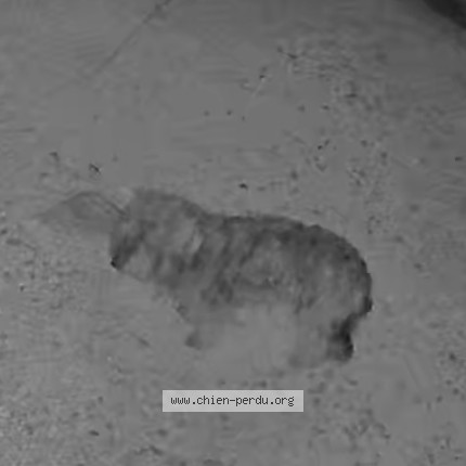 Photo 1/1 Chien trouvé Trouvé à Messe