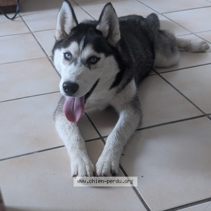 Photo de chien perdu à Orthez
