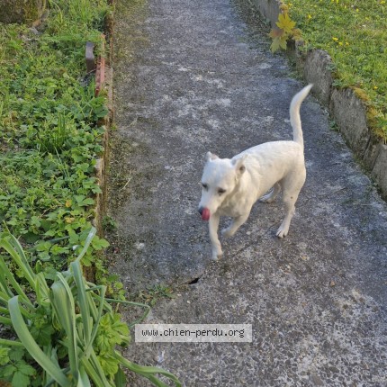 Photo 1/1 Chien trouvé Trouvé à Chateau thierry