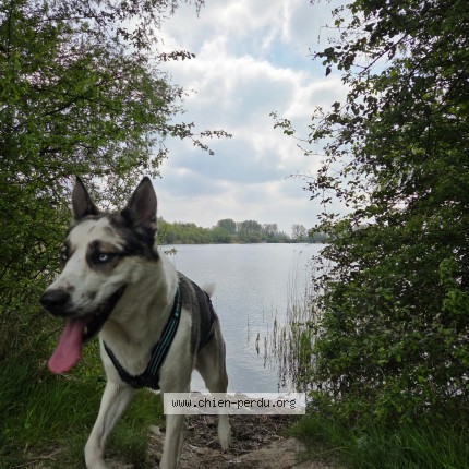 Photo 1/1 Fenrir Chien perdu à Saint pol