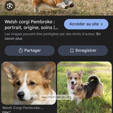 Photo 1/1 Chien trouvé Trouvé à Le raincy