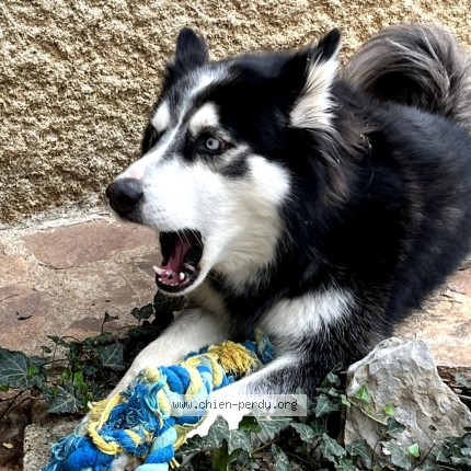 Photo 2/2 Nocturne Chien perdu à Santes