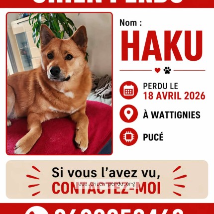 Photo 1/1 haku Chien perdu à Wattignies