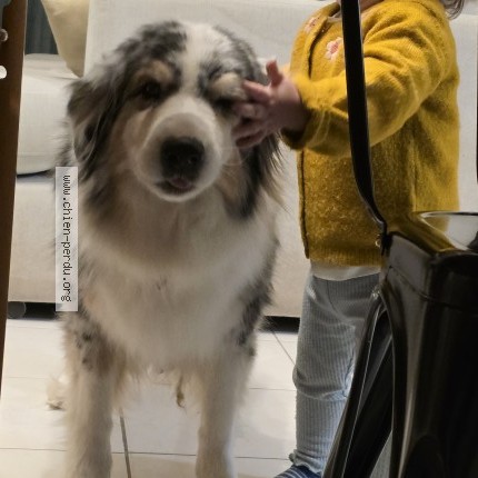 Photo 1/1 mya Chien perdu à Portet sur garonne