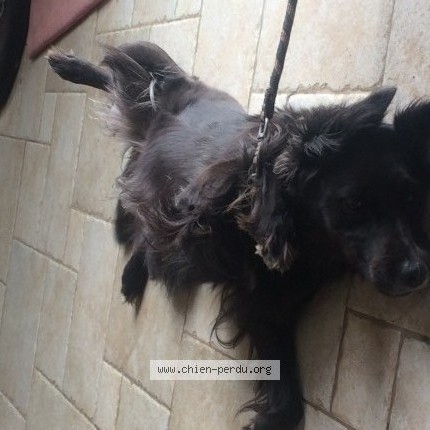 Photo 1/1 Chien retrouvé Perdu à Neuvy En Mauges