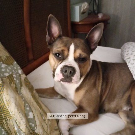 Photo 1/1 Nina Chien perdu à Rumilly