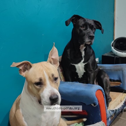 Photo 1/1 paige lexy Chien perdu à Loupes