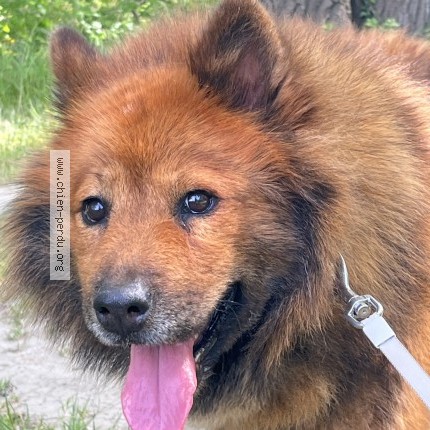 Photo 1/1 Nana Chien perdu à Avignon