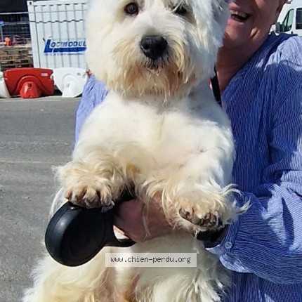 Photo 1/1 Freddie Chien perdu à Belfort