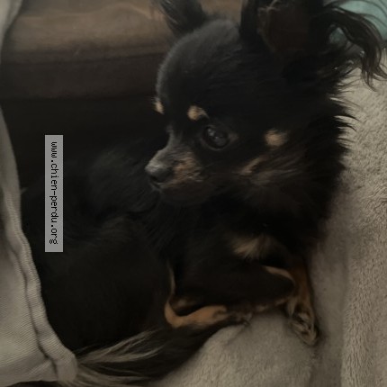 Photo 1/1 Chien trouvé Trouvé à Lavelanet