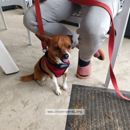 Photo 1/2 Chien retrouvé Trouvé à Seysses