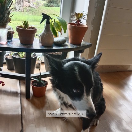 Photo de chien perdu à Lamballe Armor