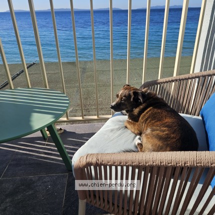 Photo 1/1 Chien retrouvé Perdu à Valromey Sur Seran