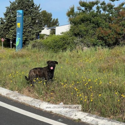 Photo 1/1 Chien retrouvé Perdu à Lunel