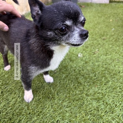 Photo 1/1 Chien retrouvé Trouvé à Caumont Sur Durance