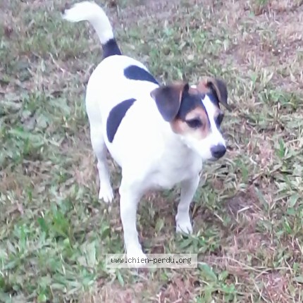 Photo 1/1 Chien retrouvé Perdu à Brive la gaillarde