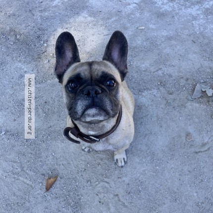 Photo 1/1 Pumba Chien perdu à Baillargues