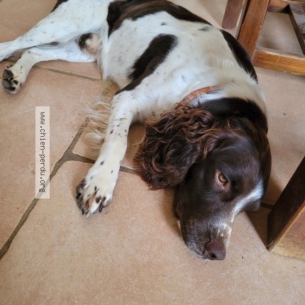 Photo 1/2 Chien retrouvé Perdu à Ourouer Les Bourdelins