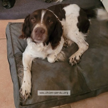 Photo 2/2 Rebel Chien perdu à Ourouer les bourdelins