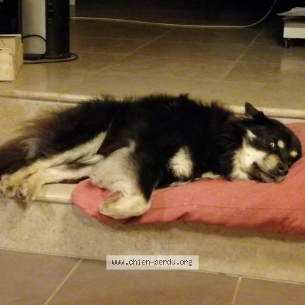 Photo 1/1 Chien retrouvé Perdu à Crevant Laveine