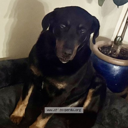 Photo 1/1 philibert Chien perdu à Payra sur l hers