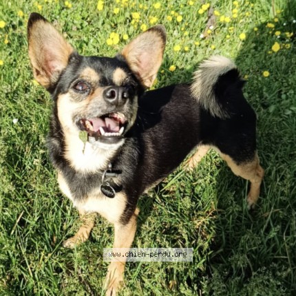 Photo 1/1 oakley Chien perdu à Allex