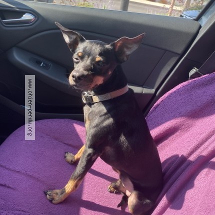 Photo de chien perdu à Vergeze