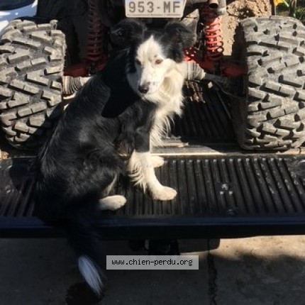 Photo 1/1 ISCO Chien perdu à Montauban