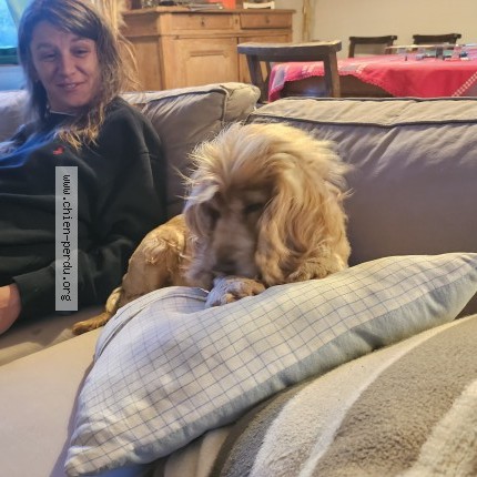 Photo de chien perdu à Les Portes En Re