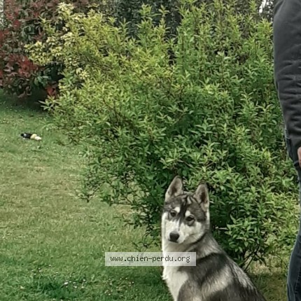 Photo de chien perdu à Alencon